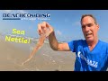 Beachcombing - Sea Nettle