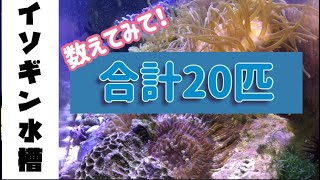 １８０センチ水槽にイソギンチャク２０匹！の巻き#アクアリウム