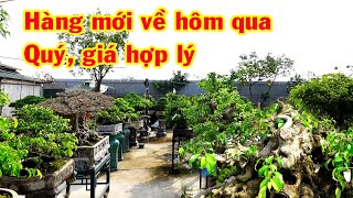 Báo giá nhiều cây quý trong vườn, sanh nam điền quá đẹp giá hợp lý, nhiều phôi đẳng cấp