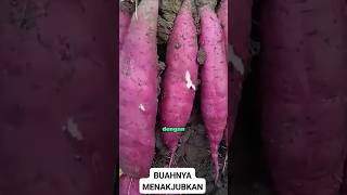 TRIK PETANI CHINA AKALI LAHAN SEMPIT #SHORTS #PETANI #PETANICHINA