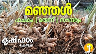 MANJAL | TURMERIC | HALDI |മഞ്ഞൾ |MEDICINE |BEAUTY |COOCKING | KRUSHIPADAM |MANJALKRUSHI |CHENCHERY