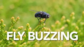 Fly Buzzing | Sound Effect (Copyright Free)