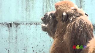 낙타 소리 ( Camel Sound )