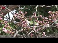 Somei Yoshino cherry tree begins to bloom in Fukuoka