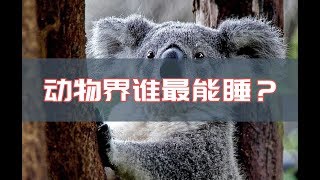 一天睡20个小时！谁是动物界的睡神？盘点各动物的睡眠时间