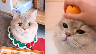 I met a professional scammer who pretends to be disabled to deceive people! #cat #lucky #cute#funny