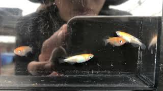 【伊香保フィッシュファーム】黄桜　オレンジタイプ🧡若魚🐟