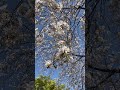 奈良県天理市の天理教教会本部、西側の公園に咲く、山桜。ソメイヨシノとちがって白くシャープな形の花びら。これもまた、凛として美しい桜。