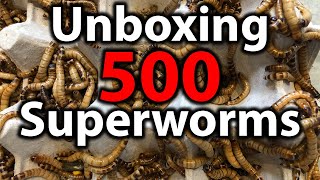 How to set up superworms | Unboxing 500 superworms