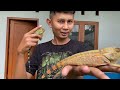 bunglon hutan kalimantan gonochepalus doriae vlog_42