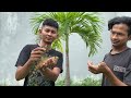 bunglon hutan kalimantan gonochepalus doriae vlog_42