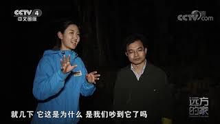 《远方的家》 20210723 大好河山 神奇动物在广西| CCTV中文国际