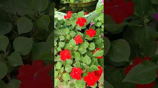 ইম্প্রেশন ফুল | impatiens flower