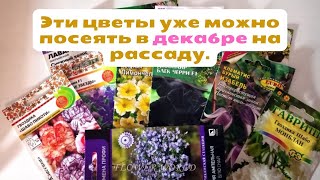 Эти цветы уже можно посеять в декабре на рассаду.💐