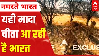 भारत आ रही मादा चीता साशा की EXCLUSIVE VIDEO देखिए | ABP News