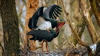 Mating birds – Black stork (Ciconia nigra)