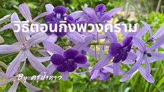 วิธีตอนกิ่งพวงคราม#ดอกไม้สีม่วงเป็นช่อหรือเรียกว่าช่อม่วง