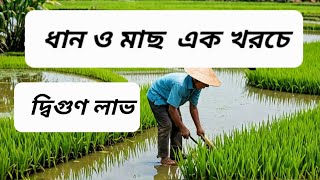 ধান ও মাছ মিশ্র চাষ পদ্ধতি। বেকার to entrepreneur