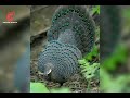 বিরল প্রজাতির পাখি মেটে কাঠময়ূর rare species of birds animal world