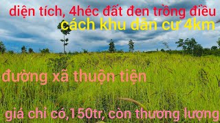 diện tích, 4héc đất đen trồng điều, đường xã thuộn tiện, giá chỉ có,150tr, còn bớt lộc