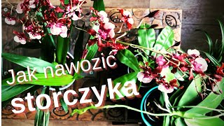 Jak nawozić storczyka? Podstawy nawożenia, makro i mikro elementy, nawóz NPK