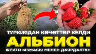 Ойлонбостон кулпунай өстүрүп, киреше тапсаңар болот!