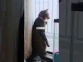 猫なのに…w【 cat 】【 猫と亀 】