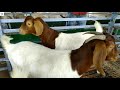 boer sirohi beetal sojat goats in one place aravinth goat farm part 1