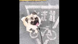 [パグ]🐶うるうる🥹 何かおねだり?😅  #パグ #pug #shorts