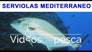 VIDEOS DE PESCA: Serviolas en el mediterráneo - 2018