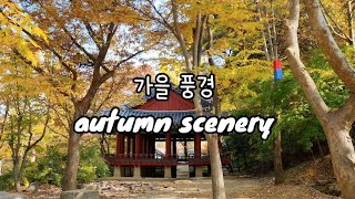 [한국의 가을풍경] 한국민속촌의 완연한 가을 풍경 l 은행 단풍 힐링영상 l Autumn Scenery(Korean Folk Village)