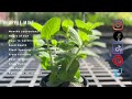 everything about apple mint in 1 minute history growing nutrition companion planting