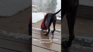 Dogs in snow to make you laugh 😂 #dog #snow #funnydog #funnyanimals