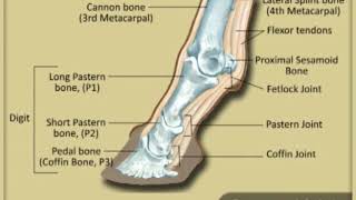 The Lower Leg - from normal to arthritic