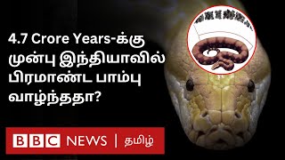 Vasuki Indicus: இந்தியாவில் பிரமாண்ட Snake? ஆய்வில் தெரியவந்த புதிய தகவல் என்ன?