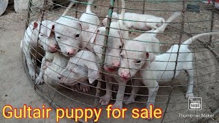 Kohati Gultair puppy Available / Pure Kohati Gultair Pink nose puppy +923015014241