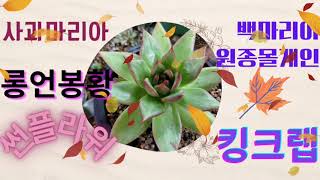 (10월4일)  다육홀릭~~  가성비좋은 다육이들 데려가세요#다육금 #다육식물 #금다육 #가성비좋은 #다육쇼핑