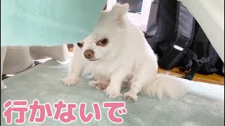 パパとママの外出が寂しくて引き留めようとする犬...。【チワワのコハク】