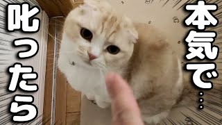 本気で猫を厳しく叱ったら犬達の行動に驚きました...