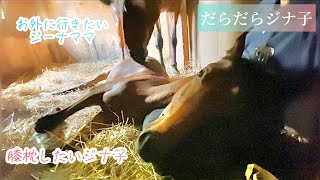 仔馬ちゃんは膝枕がお好き（おまけはジナ子の妹ちゃん）