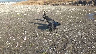 N0255　大分川　モンファミリー（ハシボソガラス）セグロセキレイ　Oita River　Mon Family (Wild Carrion Crow) 　Japanese Wagtail