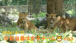 【ライオン】午前当番は女子チーム🐱その3　2024/8/21　とべ動物園