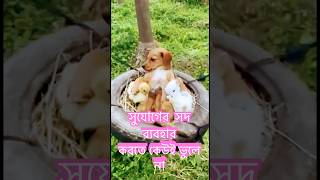 সুযোগে সদ ব্যবহার #funnyanimals #shorts