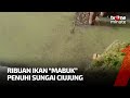 Suhardjo Sebut Akan Kirim Tim Soal Ribuan Ikan di Sungai Ciujung | tvOne Minute