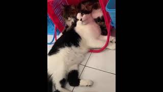 curhatan kucing gendut | funny fat cat