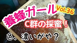 養蜂ガール Vol.36 2019.8.3 Ｃ群のはじめての採蜜！