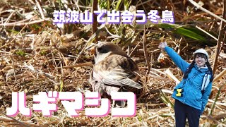 【筑波山】冬鳥のハギマシコに出会う