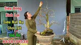 🌼Siêu Bông Bình Lợi🌺Siêu Nút Nụ,Chơi Tết,Giá Rẻ☎️0939134538🍀Trang