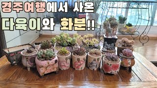 경주에서 다육이랑 화분 30만원치 털어왔어요. (succulents, 多肉植物, たにくしょくぶつ)