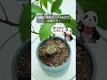 【観葉植物】よく育つ！ガジュマル植え替えの季節 075 shorts